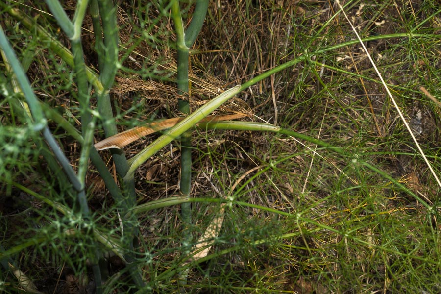 Foeniculum vulgare (subsp. piperitum)